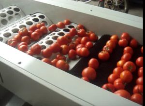 tomato grade