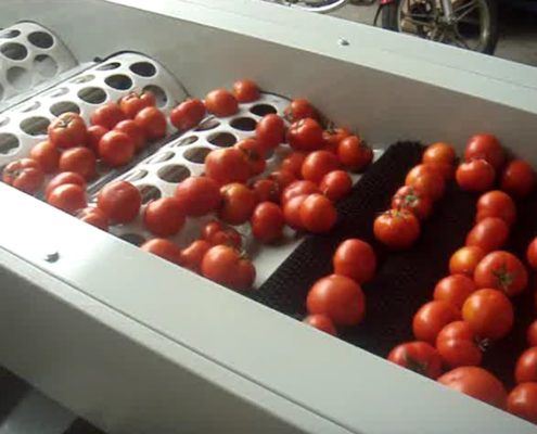 tomato grade